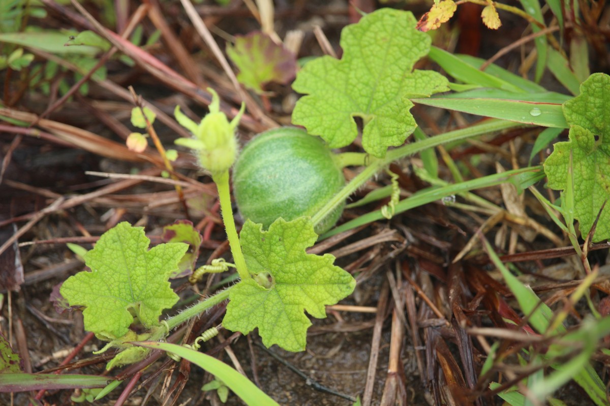 Trichosanthes scabra Lour.